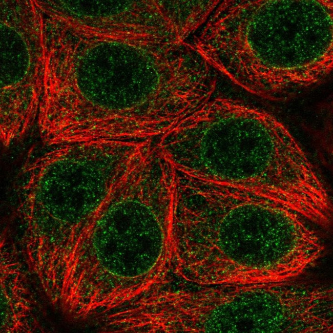 MLX Antibody in Immunocytochemistry (ICC/IF)