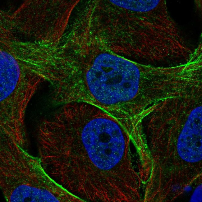 GAS7 Antibody in Immunocytochemistry (ICC/IF)