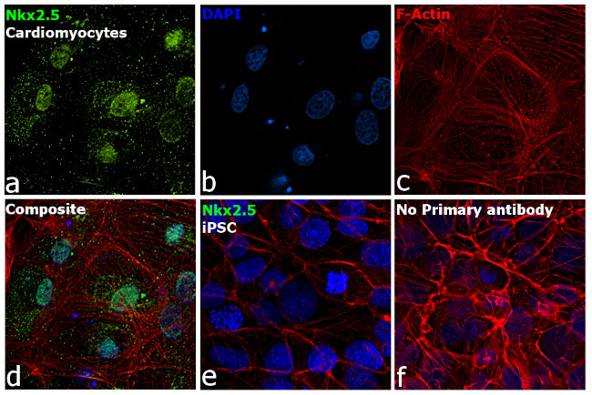 Nkx2.5 Antibody in Immunocytochemistry (ICC/IF)