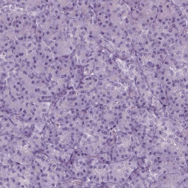 C14orf140 Antibody in Immunohistochemistry (Paraffin) (IHC (P))