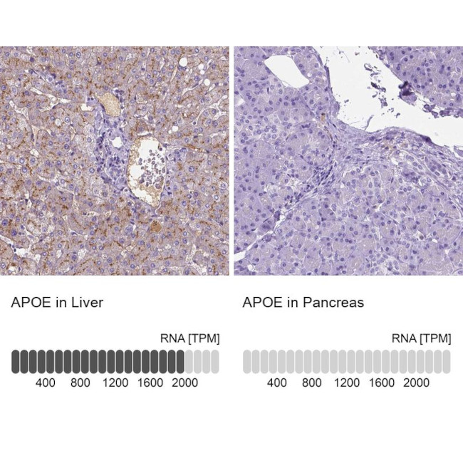APOE Antibody