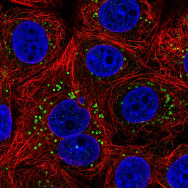 ETEA Antibody in Immunocytochemistry (ICC/IF)
