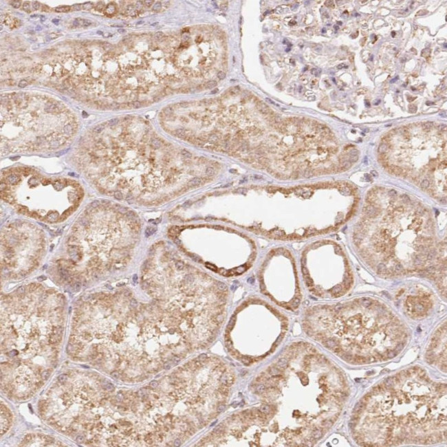 PRR26 Antibody in Immunohistochemistry (Paraffin) (IHC (P))