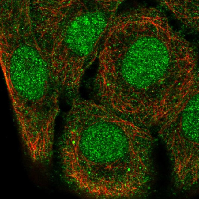 SH3D21 Antibody in Immunocytochemistry (ICC/IF)