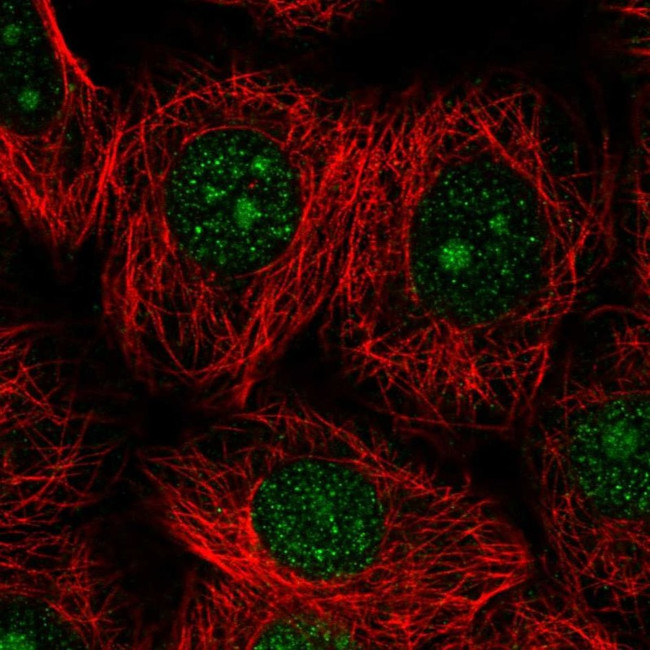 DOLK Antibody in Immunocytochemistry (ICC/IF)