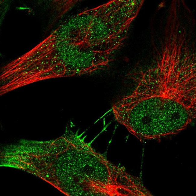 MYSM1 Antibody in Immunocytochemistry (ICC/IF)