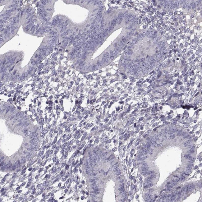 LRRC27 Antibody in Immunohistochemistry (Paraffin) (IHC (P))