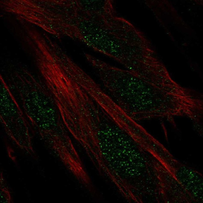 DIRC1 Antibody in Immunocytochemistry (ICC/IF)