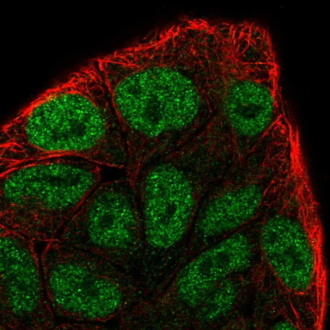 Cyclin C Antibody in Immunocytochemistry (ICC/IF)