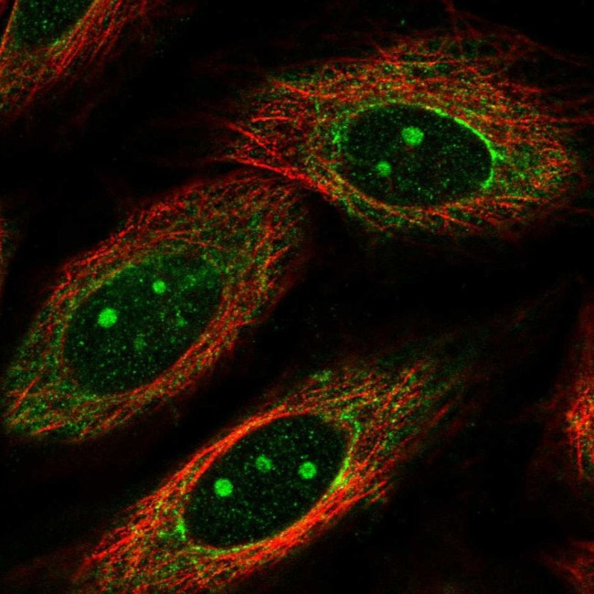 MKP-1 Antibody in Immunocytochemistry (ICC/IF)