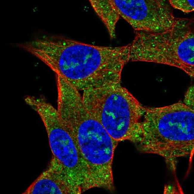RP11-195F19.5 Antibody in Immunocytochemistry (ICC/IF)