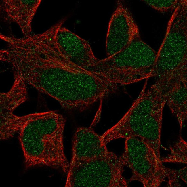 INO80B Antibody in Immunocytochemistry (ICC/IF)