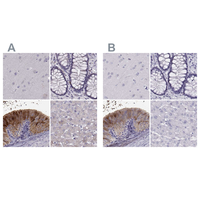 WFDC8 Antibody in Immunohistochemistry (Paraffin) (IHC (P))