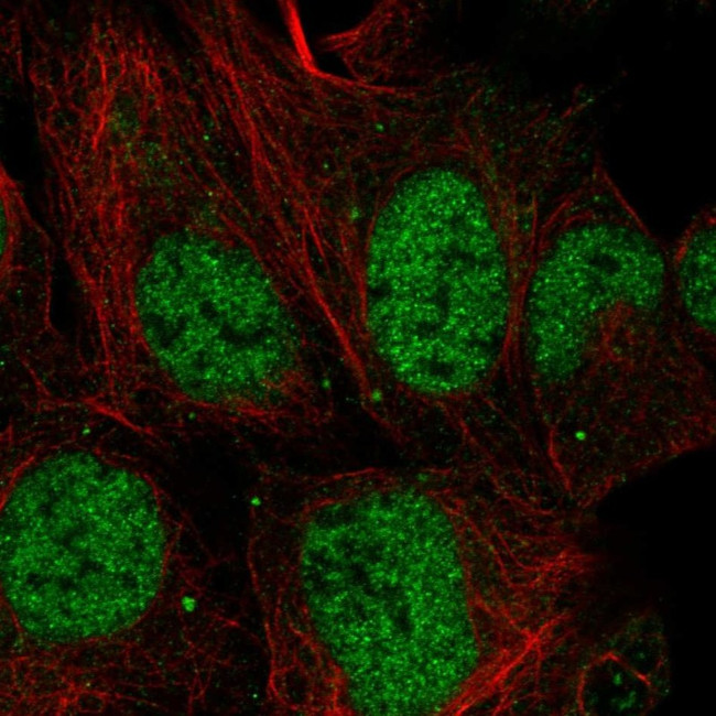 MESDC1 Antibody in Immunocytochemistry (ICC/IF)