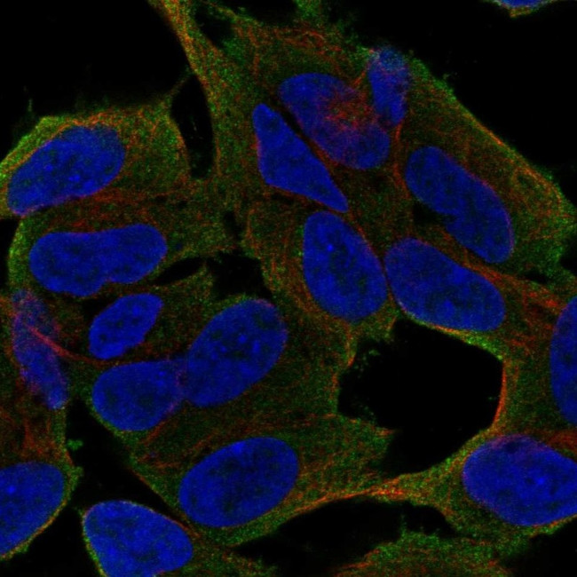 UNC79 Antibody in Immunocytochemistry (ICC/IF)