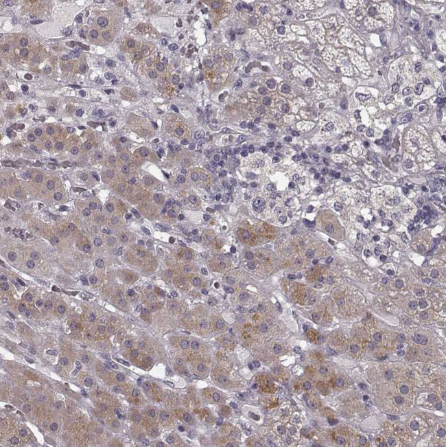 RIT2 Antibody in Immunohistochemistry (Paraffin) (IHC (P))