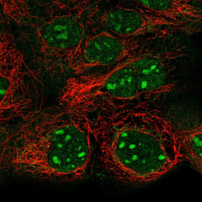 SNAPC1 Antibody in Immunocytochemistry (ICC/IF)