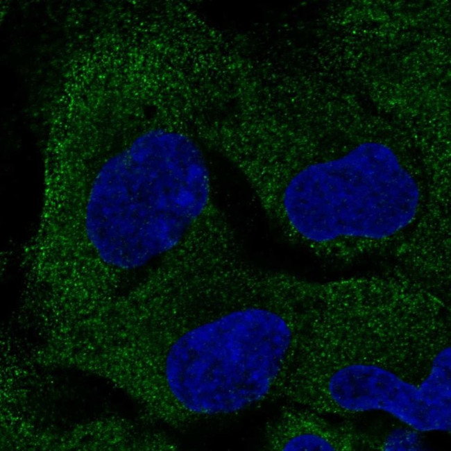 PAIP2B Antibody in Immunocytochemistry (ICC/IF)