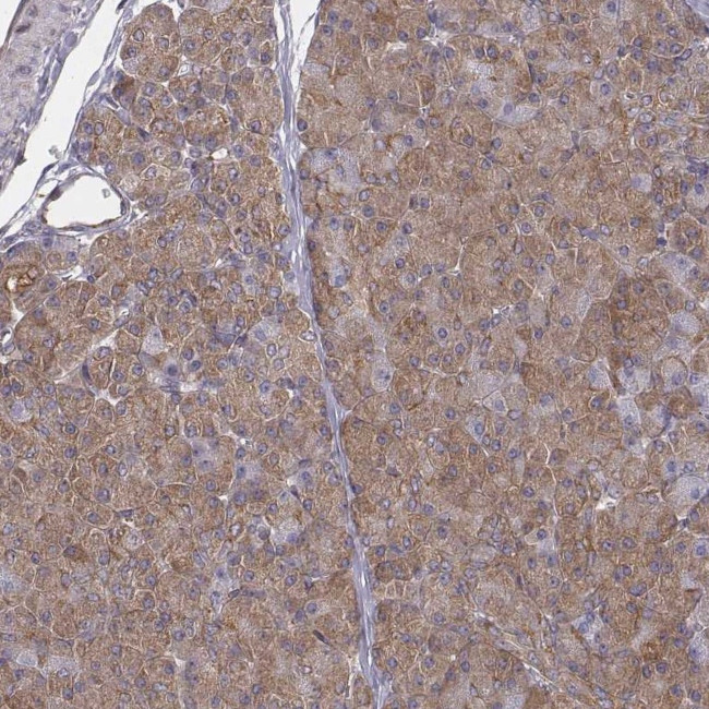 TXLNA Antibody in Immunohistochemistry (Paraffin) (IHC (P))
