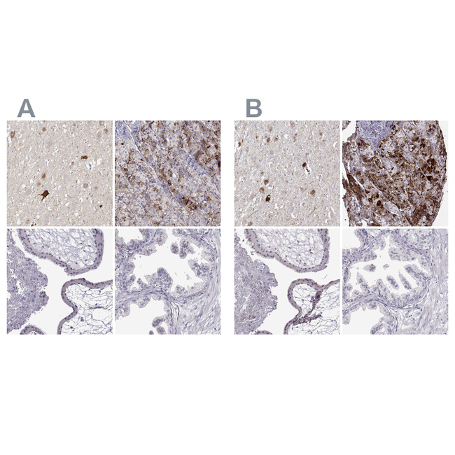 VGF Antibody in Immunohistochemistry (Paraffin) (IHC (P))