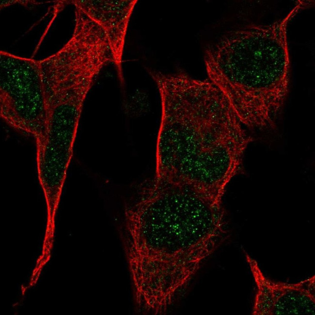 PPP1R17 Antibody in Immunocytochemistry (ICC/IF)