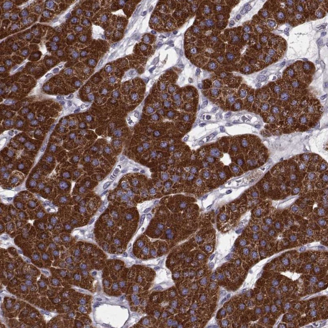 FAM8A1 Antibody in Immunohistochemistry (Paraffin) (IHC (P))