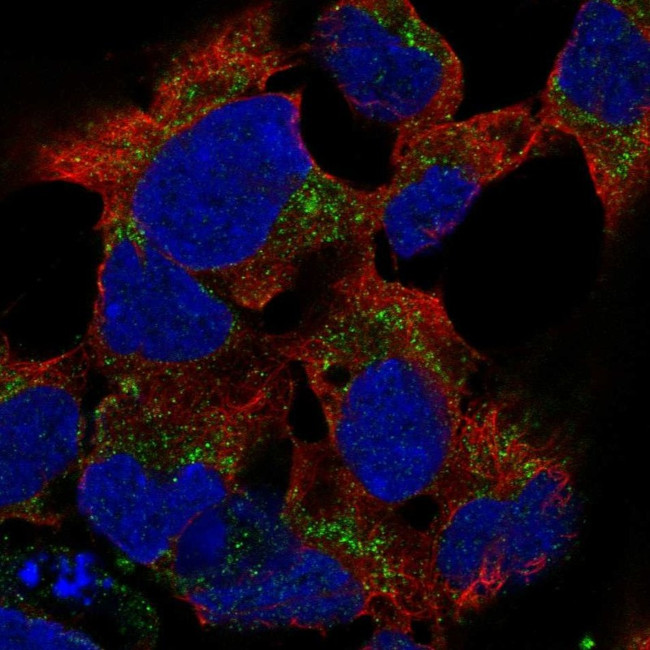 PCDHB15 Antibody in Immunocytochemistry (ICC/IF)