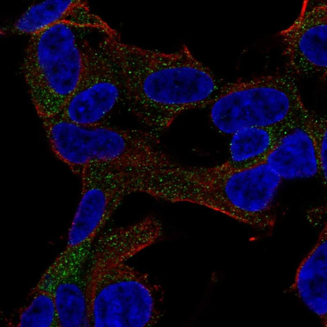GARNL3 Antibody in Immunocytochemistry (ICC/IF)