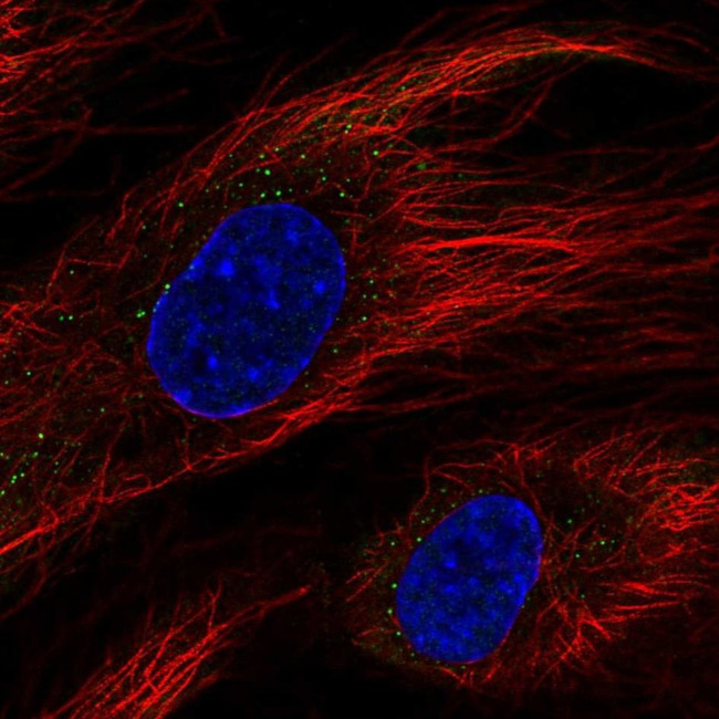 BCL6B Antibody in Immunocytochemistry (ICC/IF)