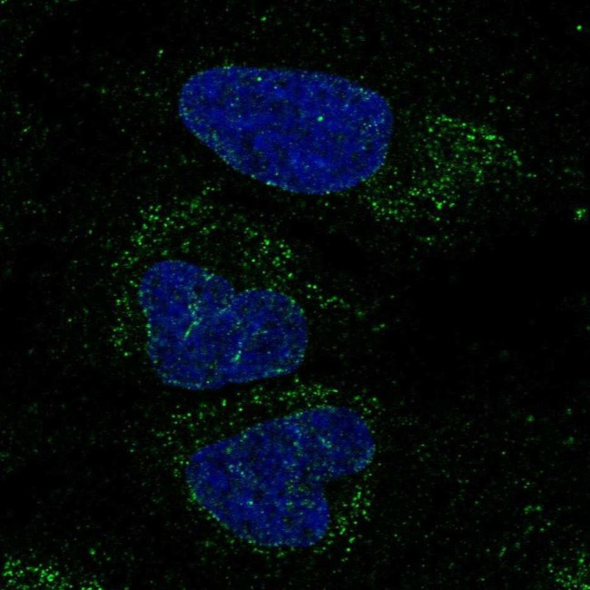 FXYD2-FXYD6 Antibody in Immunocytochemistry (ICC/IF)