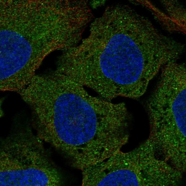 CLUL1 Antibody in Immunocytochemistry (ICC/IF)
