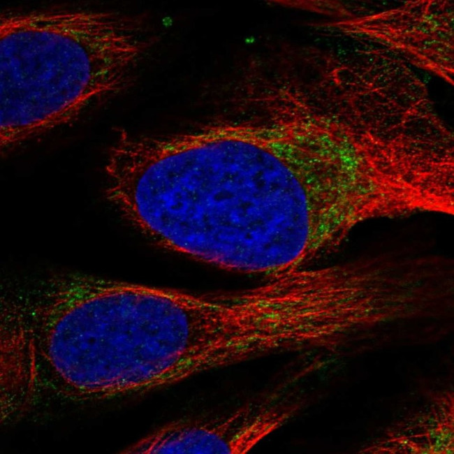 HAX1 Antibody in Immunocytochemistry (ICC/IF)