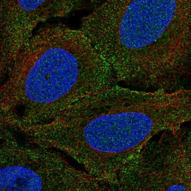 PLXNA4 Antibody in Immunocytochemistry (ICC/IF)