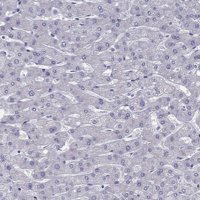 ZNF541 Antibody in Immunohistochemistry (Paraffin) (IHC (P))