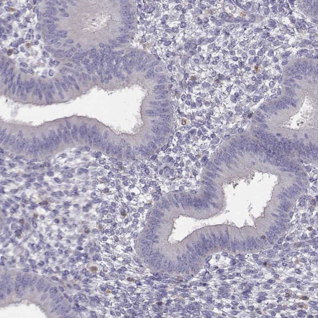 TZFP Antibody in Immunohistochemistry (Paraffin) (IHC (P))