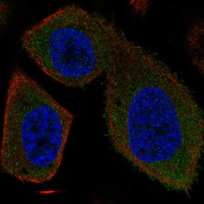 SYT16 Antibody in Immunocytochemistry (ICC/IF)