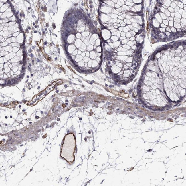 RASIP1 Antibody in Immunohistochemistry (Paraffin) (IHC (P))