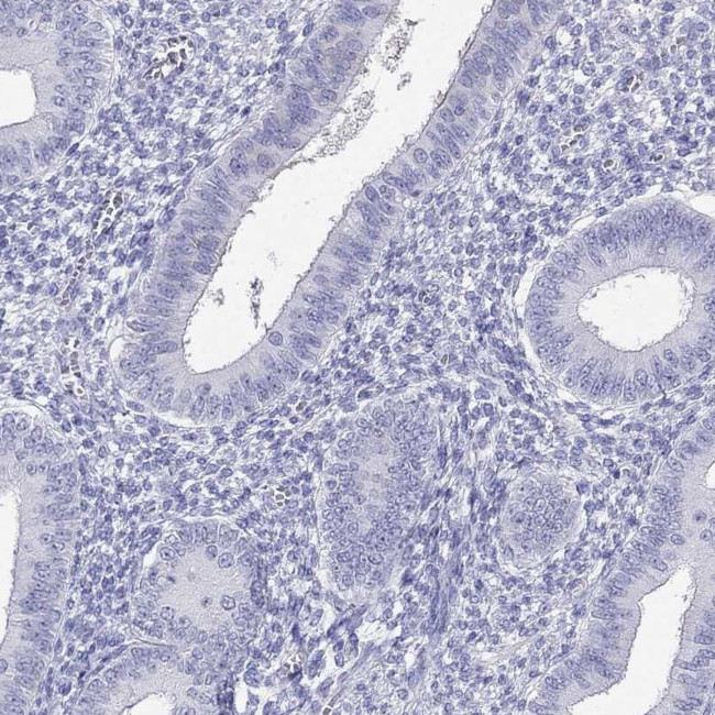 C14orf50 Antibody in Immunohistochemistry (Paraffin) (IHC (P))