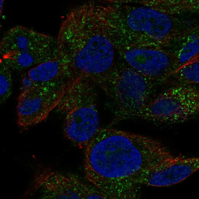 SPRYD5 Antibody in Immunocytochemistry (ICC/IF)