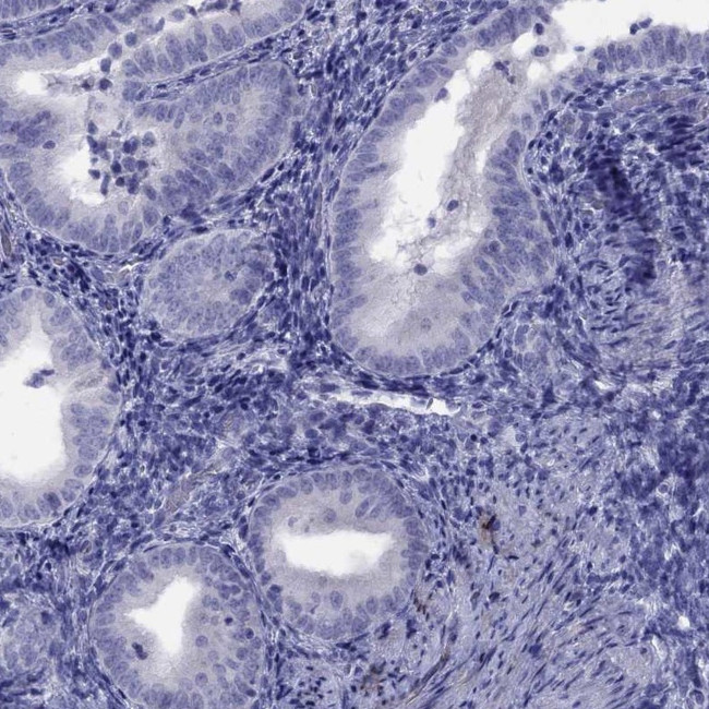 CPNE4 Antibody in Immunohistochemistry (Paraffin) (IHC (P))