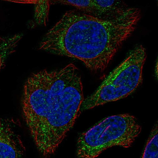 Sgk110 Antibody in Immunocytochemistry (ICC/IF)