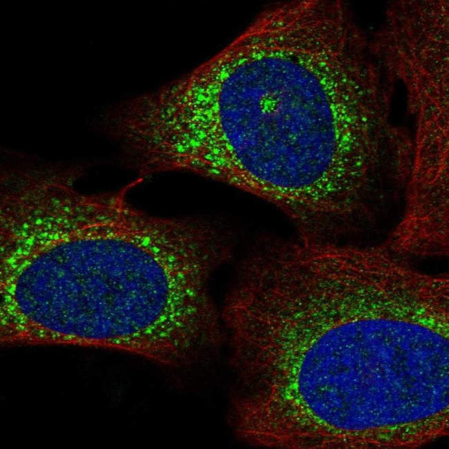 WISP3 Antibody in Immunocytochemistry (ICC/IF)