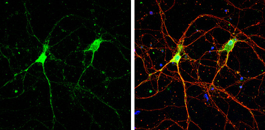 HTR1B Antibody in Immunocytochemistry (ICC/IF)