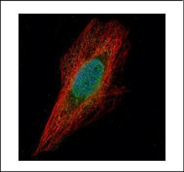 Chk1 Antibody in Immunocytochemistry (ICC/IF)
