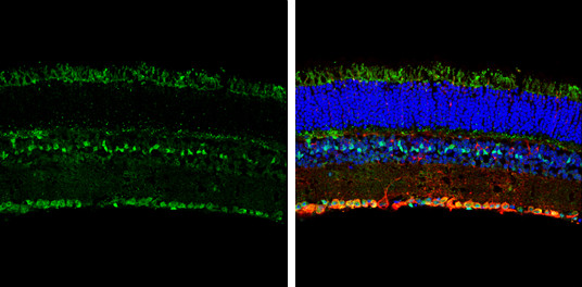 Opsin 5 Antibody in Immunohistochemistry (Frozen) (IHC (F))