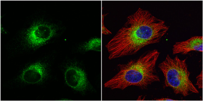 ERp57 Antibody in Immunocytochemistry (ICC/IF)