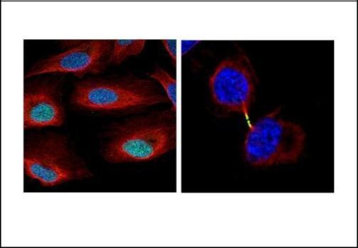 Survivin Antibody in Immunocytochemistry (ICC/IF)