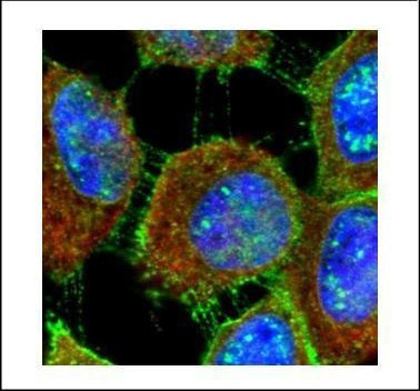 MUC1 Antibody in Immunocytochemistry (ICC/IF)