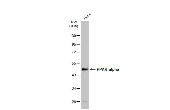 PPAR alpha Antibody in Western Blot (WB)