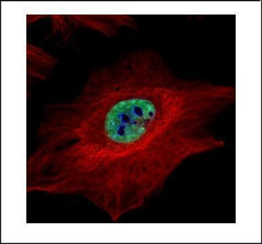 MLH1 Antibody in Immunocytochemistry (ICC/IF)